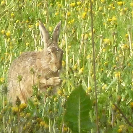 In The House Dreischlaefer Holiday home